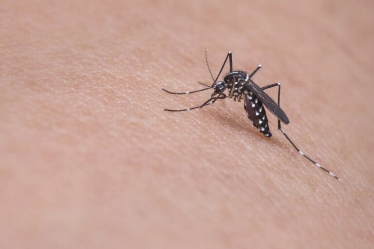 Dengue-Fieber im Pazifik: Zwischen Mücken, Mobilität und Mangelversorgung