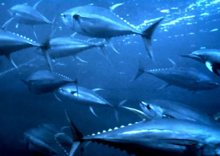 Thunfisch ist mehr als Fisch: Wie ein stiller Meerbewohner zum geopolitischen Faktor wurde